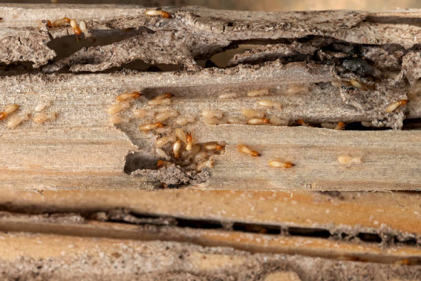 Best Affordable Pest Control Services  in Kibler, AR
